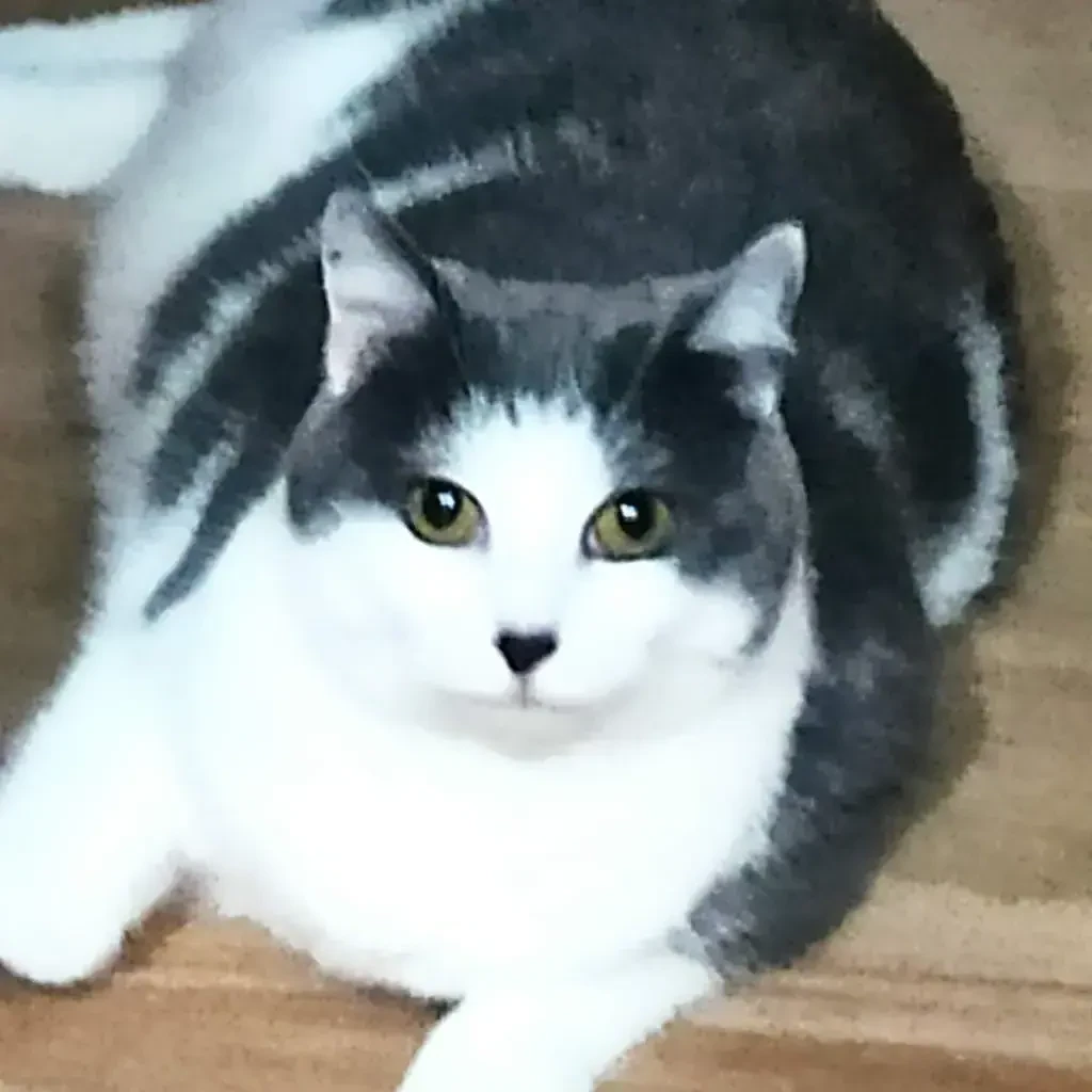 Lilou
